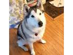 Adopt Sunny a Siberian Husky