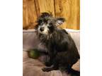 Adopt Bibble a Chinese Crested Dog, Yorkshire Terrier