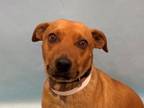 Adopt Daisy a Black Mouth Cur, Mixed Breed