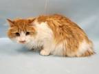 Adopt Catty Purry a Domestic Long Hair