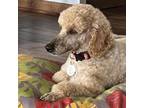 Adopt Katie a Poodle