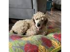 Adopt Katie a Poodle