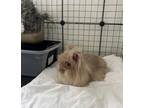 Adopt Gia a Lionhead