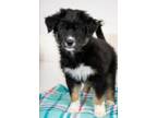 Adopt Spring Flower Litter - Peony a Husky, Mixed Breed
