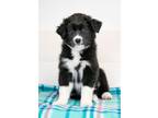 Adopt Spring Flower Litter - Violet a Husky, Mixed Breed