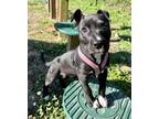 Adopt Sophie a Pit Bull Terrier, Mixed Breed