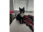 Adopt Vivy a Tuxedo