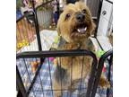 Adopt Mable a Yorkshire Terrier