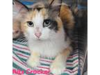 Adopt Ritz Cracker a Domestic Medium Hair