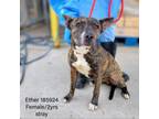 Adopt Esther a Pit Bull Terrier