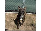 Adopt Esther a Pit Bull Terrier