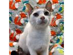 Adopt Twizzler a Domestic Short Hair