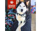Adopt Whistle - LOVES Dogs & kids! - $25 Adoption Special! a Husky