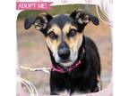 Adopt Stella a Mixed Breed, Coonhound