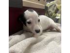 Adopt Millie a Jack Russell Terrier