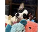 Adopt Millie a Jack Russell Terrier