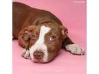 Adopt Chocolate a Mixed Breed
