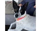 Adopt Lucy a Rat Terrier, Mixed Breed