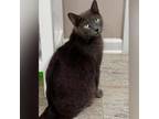 Adopt Campfire a Domestic Short Hair