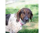 Adopt Holly a Coonhound
