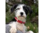 Adopt Hazel a Terrier