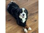 Adopt Charlie a Bernese Mountain Dog