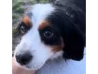 Adopt Sadie a Bernese Mountain Dog