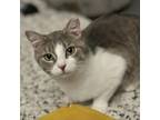 Adopt Amy a Domestic Short Hair