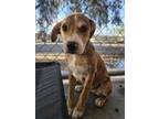 Adopt Kourtney a Beagle, Australian Cattle Dog / Blue Heeler