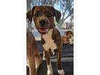 Adopt Kylie a Beagle, Australian Cattle Dog / Blue Heeler