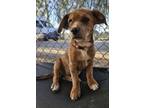 Adopt Khloe a Beagle, Australian Cattle Dog / Blue Heeler