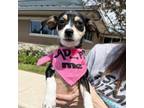 Adopt Nala a Mixed Breed