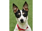 Adopt Scooby a Toy Fox Terrier