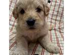 Mutt Puppy for sale in Longview, WA, USA