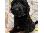 Mutt Puppy for sale in Longview, WA, USA