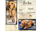 Adopt Ellie Mae a Redbone Coonhound