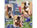 Adopt Odessa a Blue Lacy