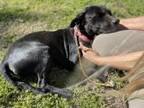 Adopt Sadie a Labrador Retriever