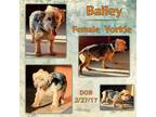 Adopt Bailey a Yorkshire Terrier