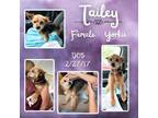 Adopt Tailey a Yorkshire Terrier