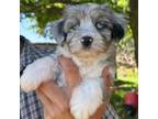Havanese Puppy for sale in Lexington, OK, USA