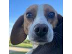 Adopt Rita a Beagle