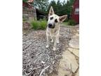 Adopt Ava a Shepherd, Husky