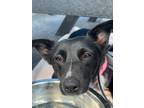 Adopt Lacey a Border Collie, Mixed Breed