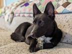 Adopt lacey a Border Collie, Mixed Breed