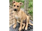 Adopt McKenzie a Black Mouth Cur