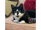 Adopt Olive a Domestic Short Hair