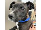 Adopt Magic 8 Ball a Pit Bull Terrier