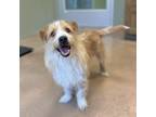 Adopt PACO a Terrier, Jack Russell Terrier