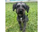 Adopt Gin a Schnauzer